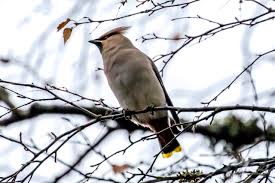 Attēlu rezultāti vaicājumam “Bombycilla garrulus adult”