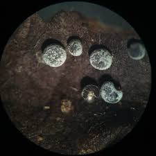 Attēlu rezultāti vaicājumam “Physarum leucopus spores”