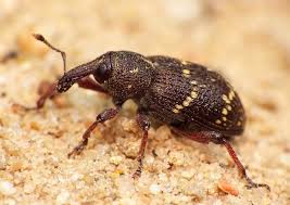 Attēlu rezultāti vaicājumam “Hylobius pinastri”