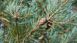 Attēlu rezultāti vaicājumam “Pinus”