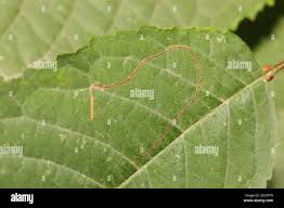 Attēlu rezultāti vaicājumam “Lyonetia clerkella”