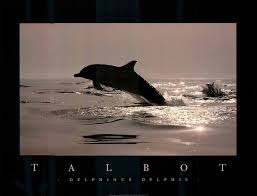 Image result for Delphinus delphis