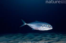 Image result for Caranx crysos