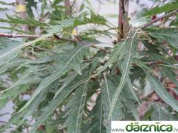 Attēlu rezultāti vaicājumam “Fagus sylvatica fo. laciniata”