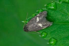 Attēlu rezultāti vaicājumam “Borkhausenia minutella”