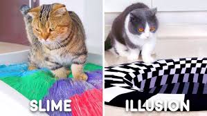 Image result for invisible cat