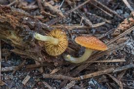 Attēlu rezultāti vaicājumam “Tricholomopsis decora”