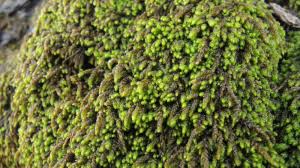 Attēlu rezultāti vaicājumam “Pterigynandrum filiforme”