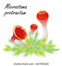 Attēlu rezultāti vaicājumam “Microstoma protracta”