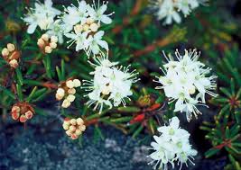 Attēlu rezultāti vaicājumam “Ledum palustre flower”