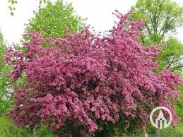 Attēlu rezultāti vaicājumam “Crataegus x macrocarpa”