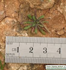 Attēlu rezultāti vaicājumam “Heyderia pusilla”