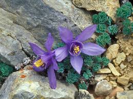 Image result for Aquilegia
