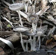 Attēlu rezultāti vaicājumam “Coprinus lagopus”