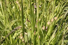 Attēlu rezultāti vaicājumam “Melica nutans”