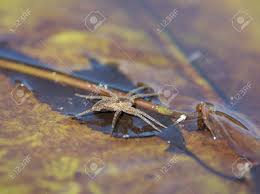 Attēlu rezultāti vaicājumam “Aranei”