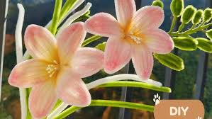 「扭蘭」的圖片搜尋結果