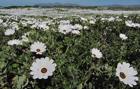 Image result for Dimorphotheca pluvialis