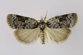 Attēlu rezultāti vaicājumam “Nycteola degenerana”