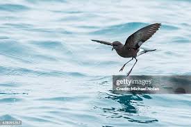 Image result for Oceanites oceanicus