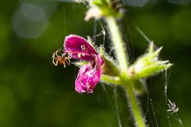Attēlu rezultāti vaicājumam “Aranei”