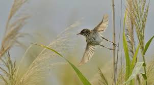 Attēlu rezultāti vaicājumam “Acrocephalus schoenobaenus”
