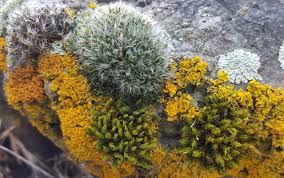 Attēlu rezultāti vaicājumam “Calypogeia fissa”