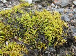 Attēlu rezultāti vaicājumam “Tortella tortuosa”