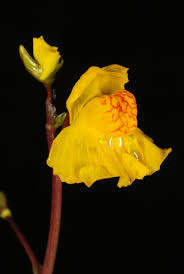 Attēlu rezultāti vaicājumam “Utricularia vulgaris flower”