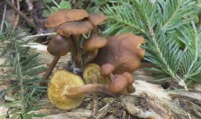 Attēlu rezultāti vaicājumam “Gymnopilus picreus”