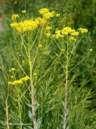 Image result for Isatis tinctoria
