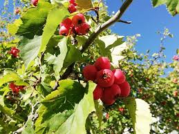 Attēlu rezultāti vaicājumam “Crataegus submollis fruit”