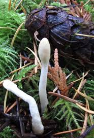 Attēlu rezultāti vaicājumam “Podostroma leucopus”