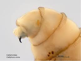 Attēlu rezultāti vaicājumam “Cystiphora sanguinea larva”