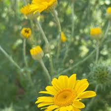 Image result for Färberkamille