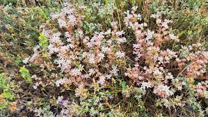 Attēlu rezultāti vaicājumam “Sedum hispanicum fruit”