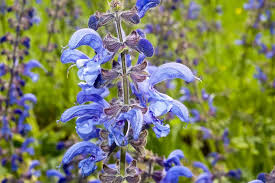 Image result for Salvia pratensis