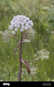 Image result for Angelica silvestris
