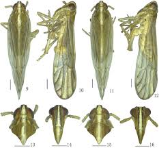 Attēlu rezultāti vaicājumam “Delphacidae”