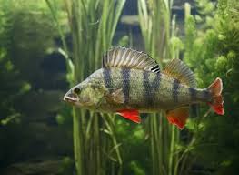 Attēlu rezultāti vaicājumam “Perca fluviatilis”