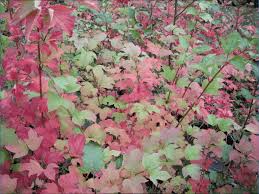 Attēlu rezultāti vaicājumam “Viburnum opulus leaf”