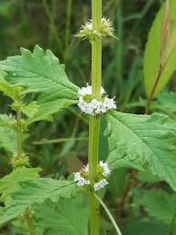 Attēlu rezultāti vaicājumam “Lycopus europaeus flower”
