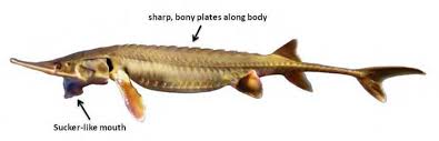 Image result for Scaphirhynchus platorynchus
