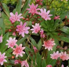 Image result for Bitterwurz