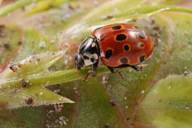 Attēlu rezultāti vaicājumam “Anatis ocellata”