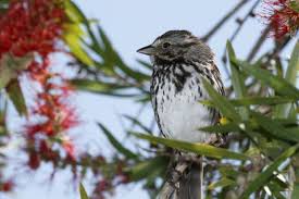 Image result for Melospiza melodia