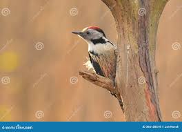 Attēlu rezultāti vaicājumam “Dendrocopos medius”