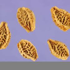 Image result for Sanguisorba minor