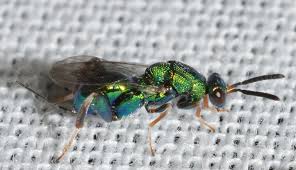 Attēlu rezultāti vaicājumam “Torymidae”