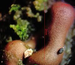 Attēlu rezultāti vaicājumam “Enteridium variabile”